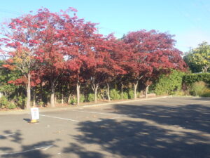 駐車場の紅葉 