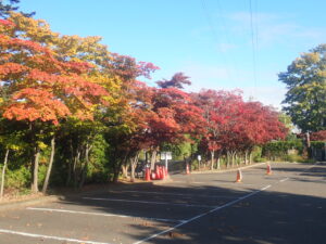 駐車場の紅葉2