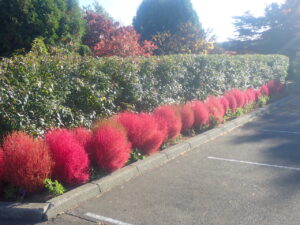 駐車場のコキア