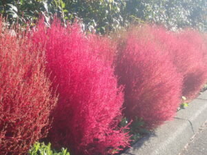 駐車場のコキア2