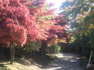 園路の紅葉2 