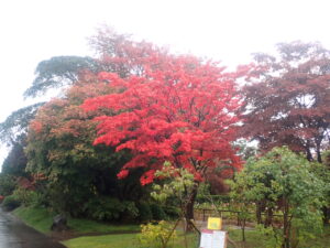 園路の紅葉2