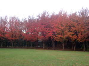芝生広場の紅葉