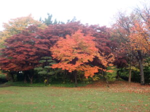 芝生広場の紅葉2