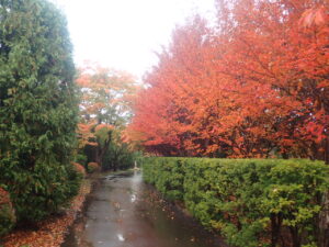 園路の紅葉