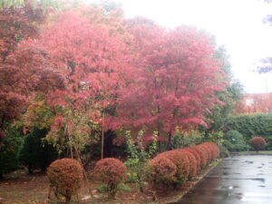 園路の紅葉4