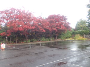 駐車場の紅葉