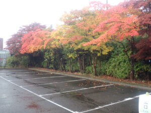 駐車場の紅葉2