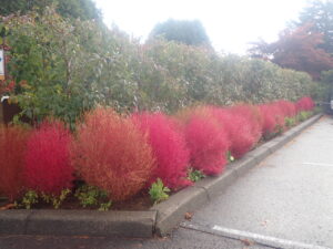 駐車場のコキア