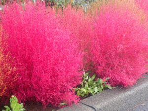 駐車場のコキア2