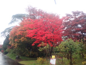 園路の紅葉