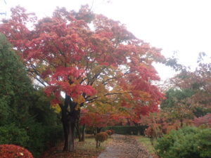 園路の紅葉2