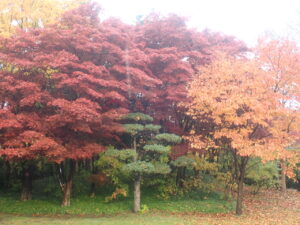 芝生広場の紅葉2