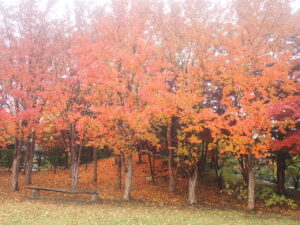 芝生広場の紅葉