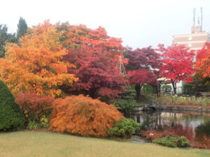 日本庭園の紅葉2