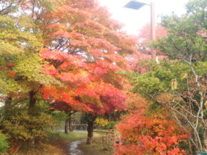 日本庭園の紅葉