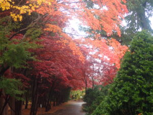 園路の紅葉4
