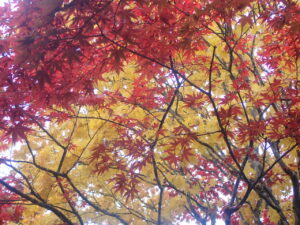 園路の紅葉3 