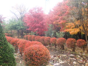 園路の紅葉5