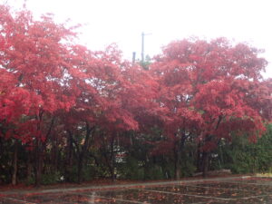 駐車場の紅葉