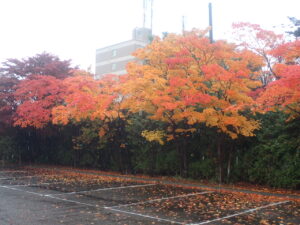 駐車場の紅葉2