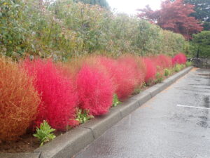 駐車場のコキア