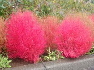 駐車場のコキア2