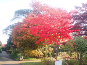 園路の紅葉2