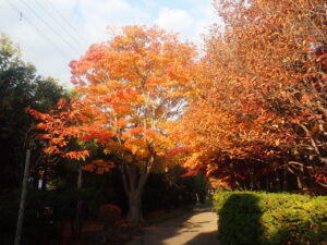園路の紅葉3
