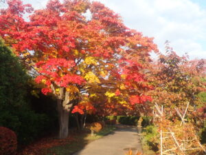 園路の紅葉4