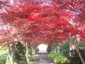 モミジ並木
