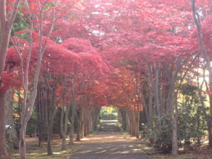 モミジ並木2