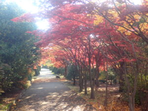 園路の紅葉5