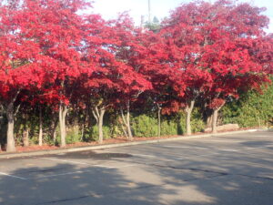 駐車場の紅葉