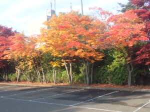 駐車場の紅葉2