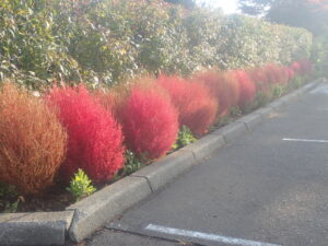 駐車場のコキア