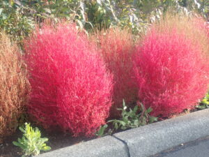 駐車場のコキア2