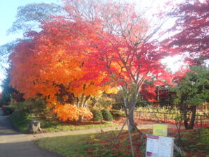 園路の紅葉