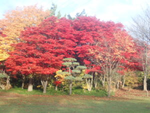 芝生広場の紅葉2