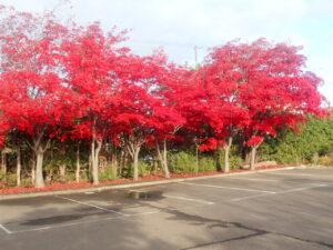 駐車場の紅葉