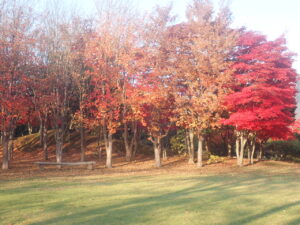 芝生広場の紅葉