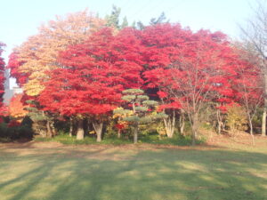 芝生広場の紅葉2