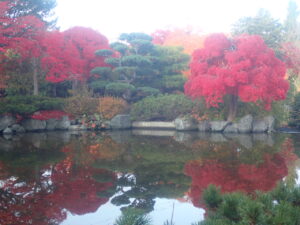 日本庭園の紅葉