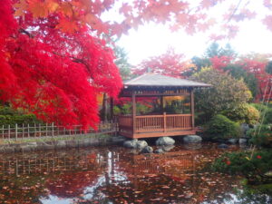 日本庭園の紅葉3