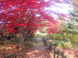 園路の紅葉
