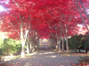 モミジ並木