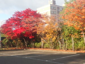 駐車場の紅葉2