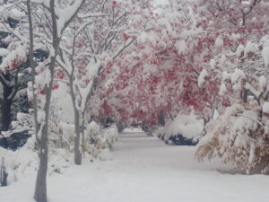 モミジ並木の雪と紅葉2
