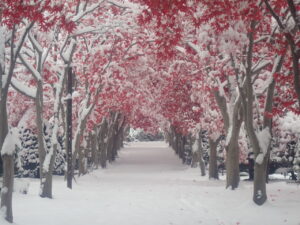 モミジ並木の雪と紅葉