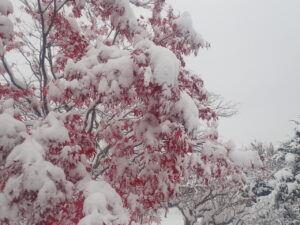 園路の雪と紅葉